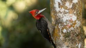 Professor do IFFar lidera pesquisa internacional sobre conservação de aves 2.1 Cover PNAS Campephilus robustus Robust Woodpecker Gabriel Brutti corte